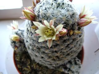 Mammillariasancez-mejoradae-1.jpg