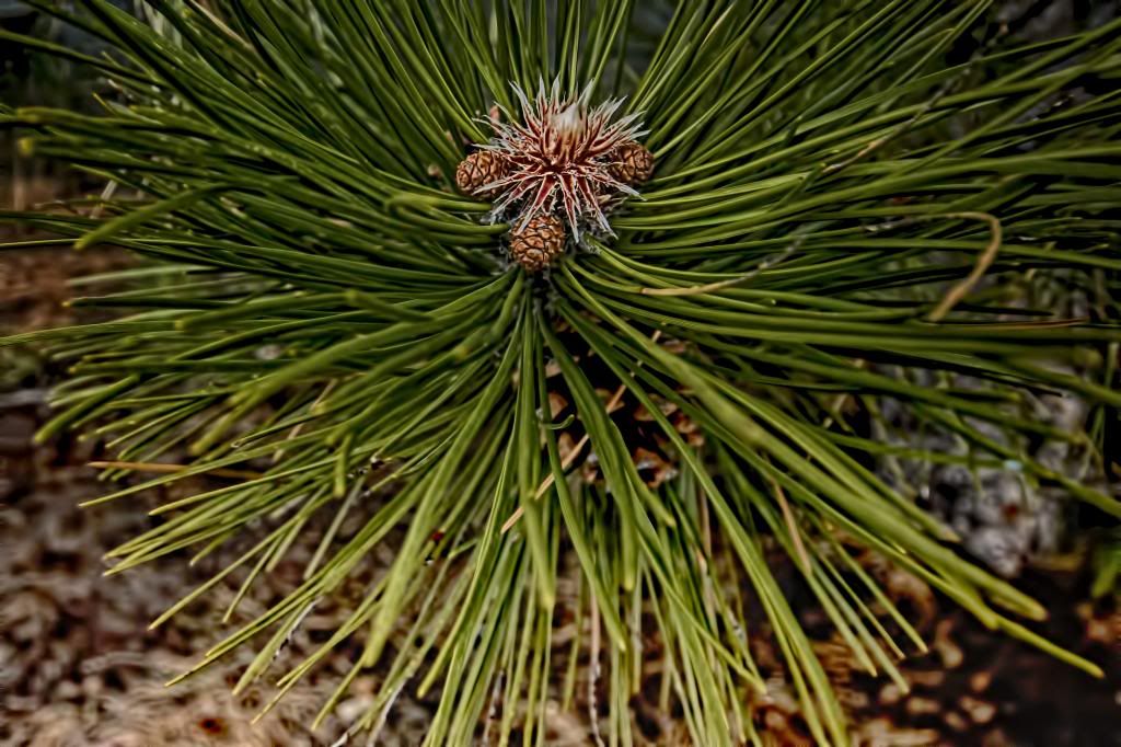 babycone2_zpse3066f96.jpg