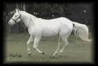 horse014.gif?t=1374766389