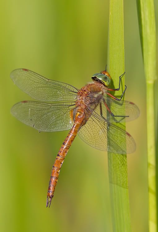 Fotografie