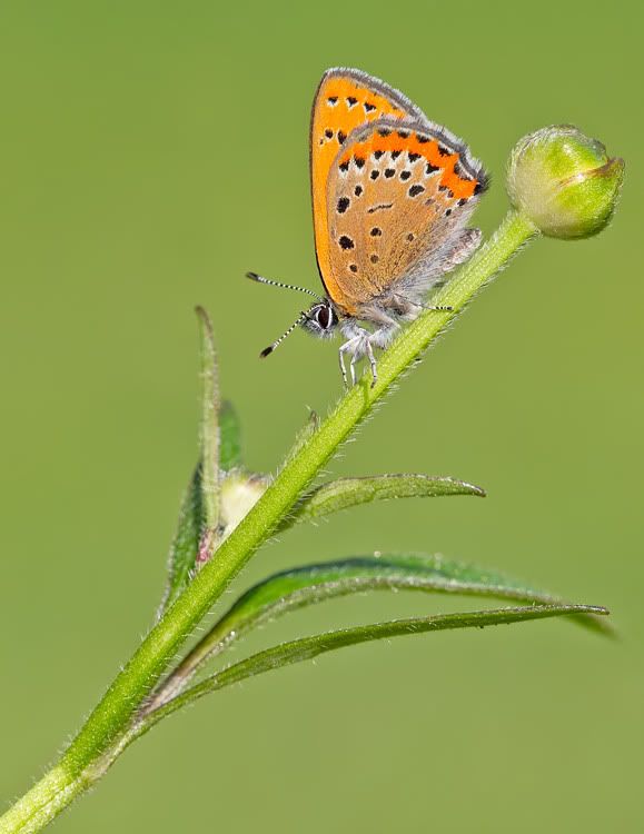Fotografie
