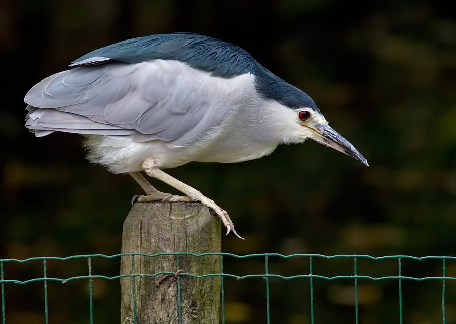 Fotografie
