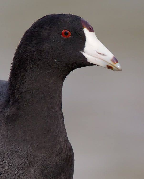 Fotografie