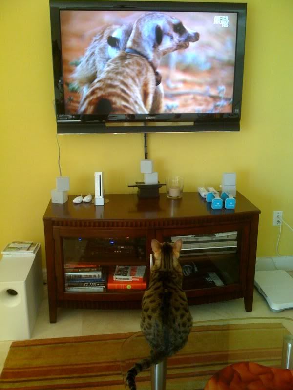 Lucy loves Meercat Manor