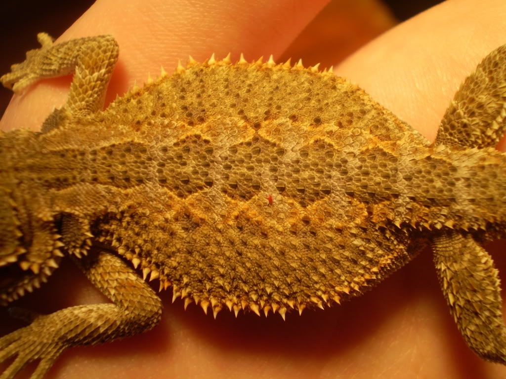 bearded dragon scales