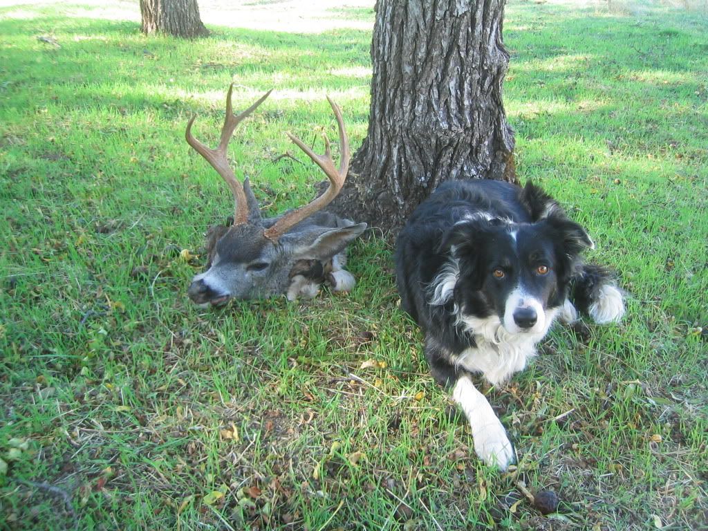 Oct29-09Buck020.jpg