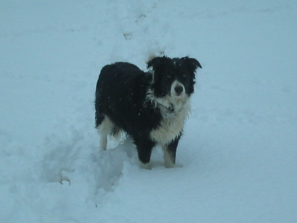 SnowandFox012.jpg