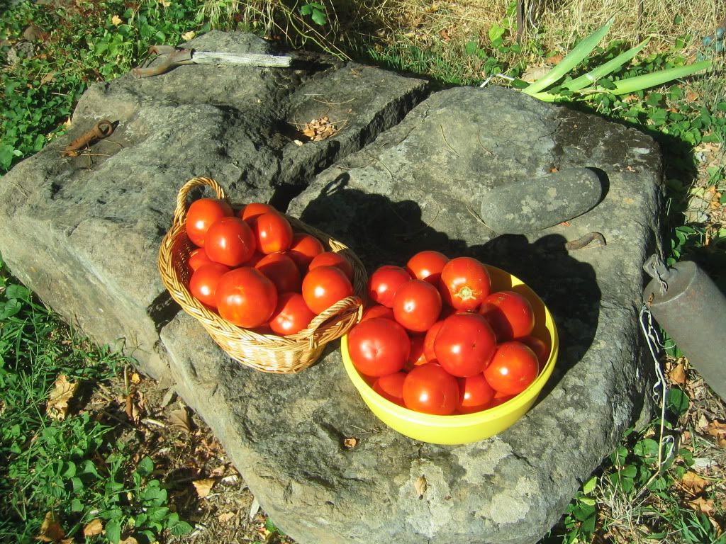 Tomatos008.jpg