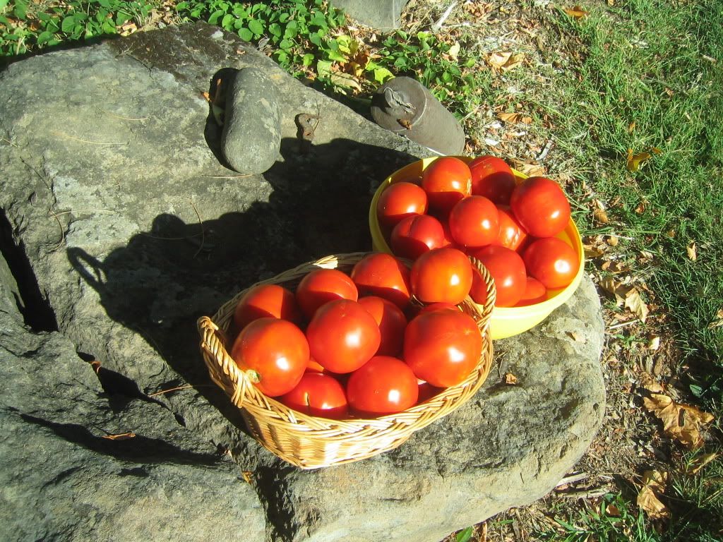 Tomatos012.jpg