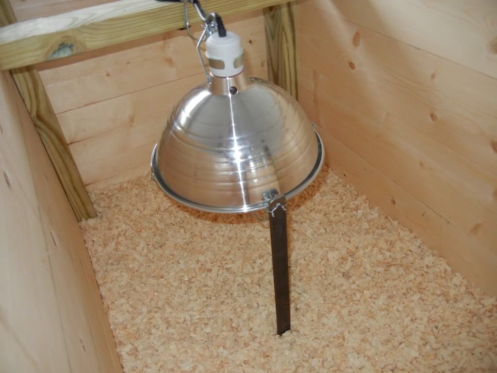 My new brooder box I built for the little chicks. (Pictures