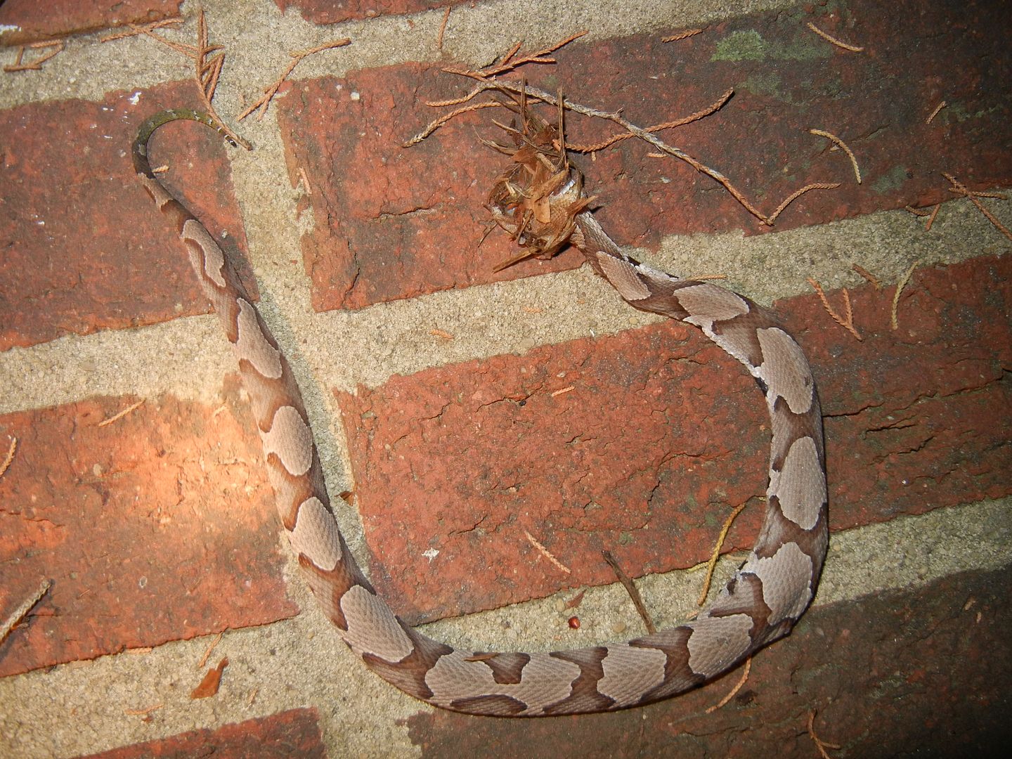 Copperhead bites my dog and not me while in the chicken pen. (Pictures