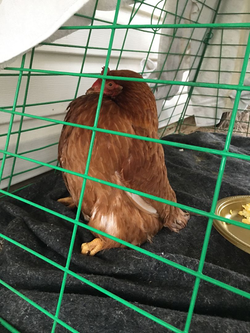 Why is my chicken sick ? (Pictures) Survivalist Forum