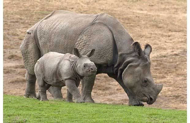 Baby Indian Rhinoceros