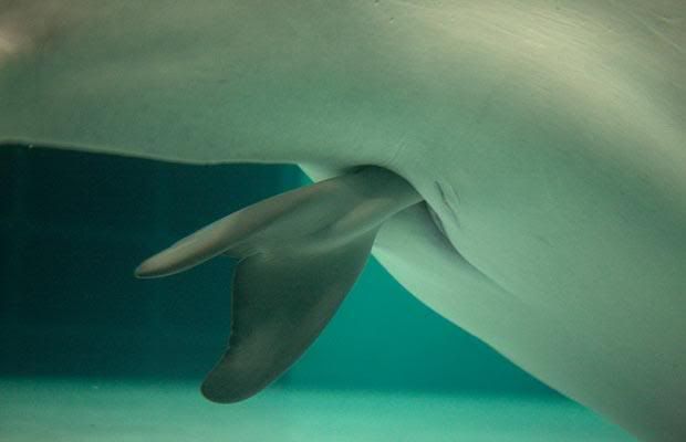 beluga whale calf. A eluga whale calf is born at