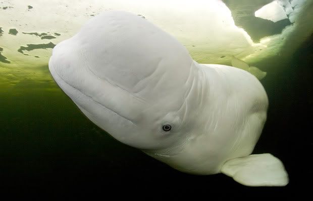 beluga whale calf. A Beluga whale swimming under
