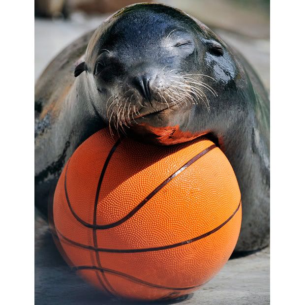 seal-basketball_1480923i.jpg