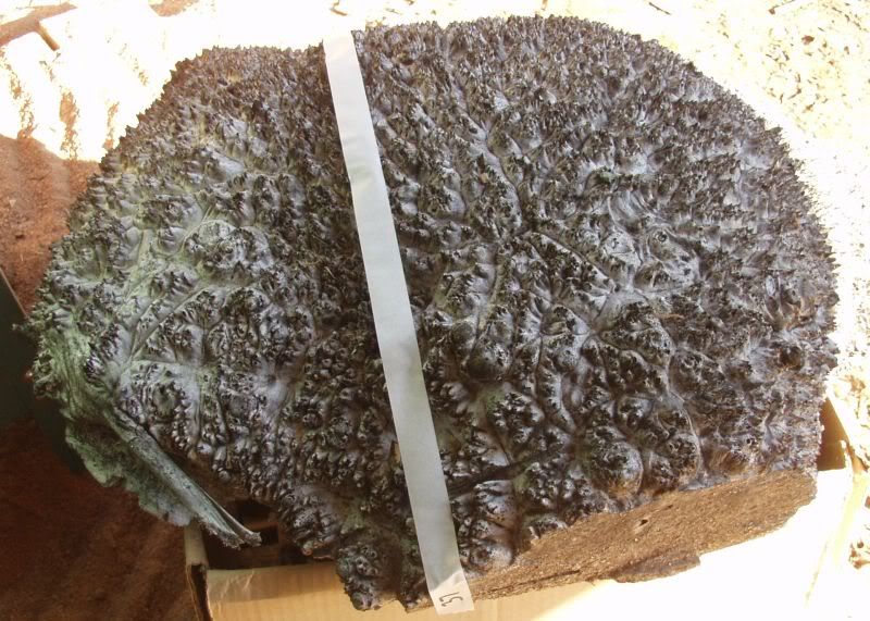 Cutting a Maple Burl Cap into Blocks Step by Step