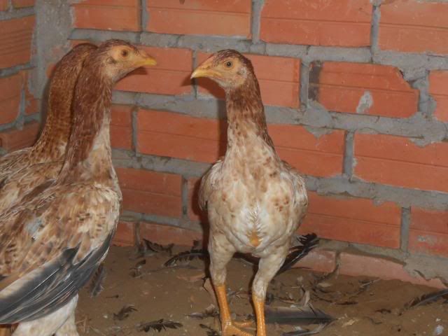 Trà Vinh _ Bán gà Asil rặc 100%, LH: 0916.474.000. Giao gà tận nơi. - 15