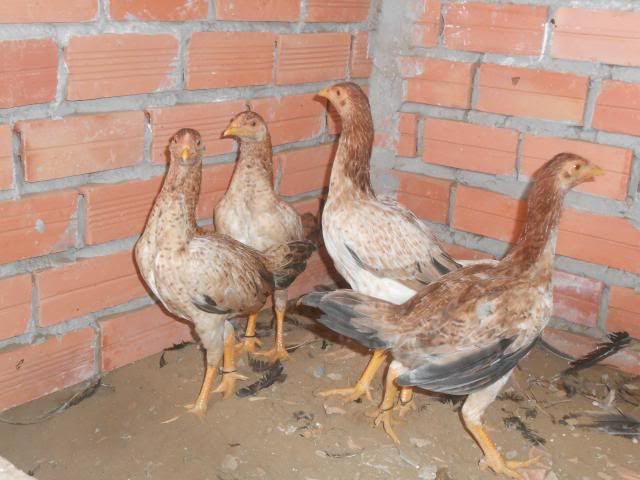 Trà Vinh _ Bán gà Asil rặc 100%, LH: 0916.474.000. Giao gà tận nơi. - 16