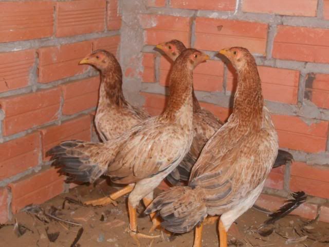 Trà Vinh _ Bán gà Asil rặc 100%, LH: 0916.474.000. Giao gà tận nơi. - 18