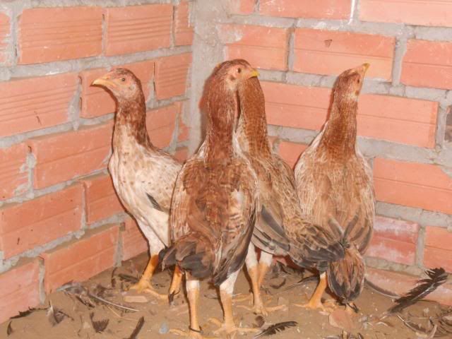 Trà Vinh _ Bán gà Asil rặc 100%, LH: 0916.474.000. Giao gà tận nơi. - 19