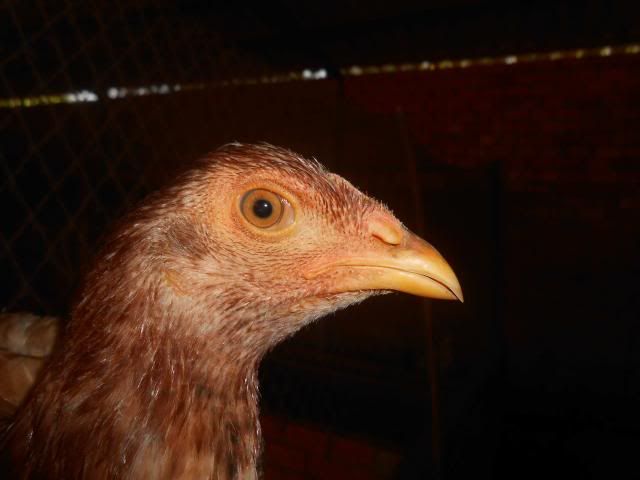 Trà Vinh _ Bán gà Asil rặc 100%, LH: 0916.474.000. Giao gà tận nơi. - 20