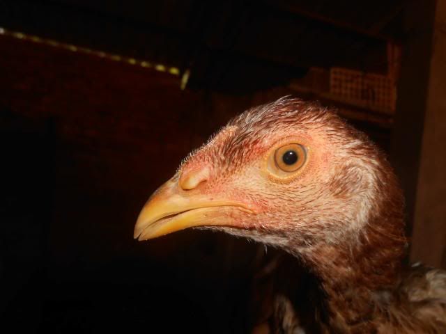 Trà Vinh _ Bán gà Asil rặc 100%, LH: 0916.474.000. Giao gà tận nơi. - 21