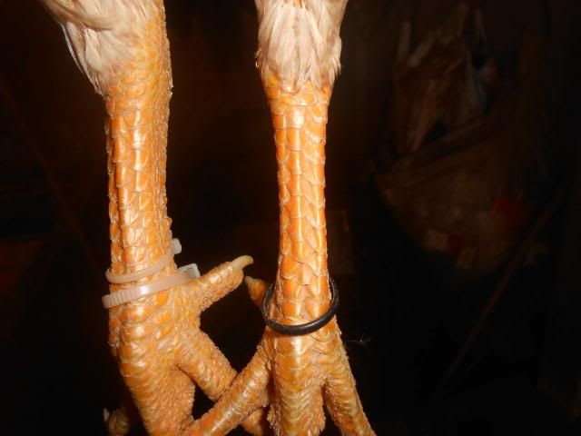 Trà Vinh _ Bán gà Asil rặc 100%, LH: 0916.474.000. Giao gà tận nơi. - 22