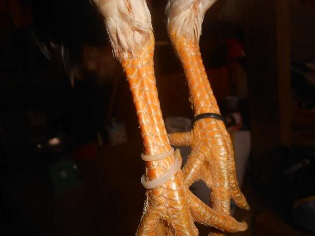 Trà Vinh _ Bán gà Asil rặc 100%, LH: 0916.474.000. Giao gà tận nơi. - 23