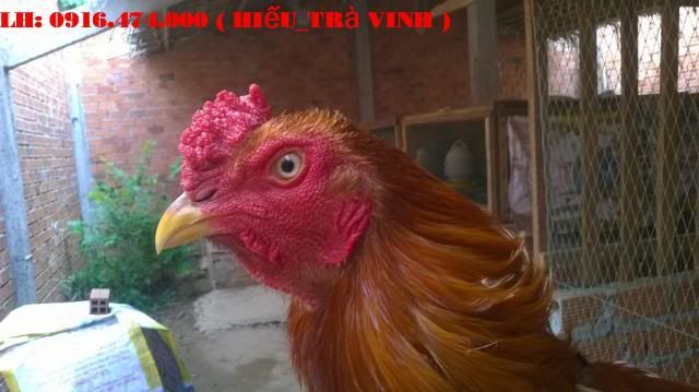 Trà Vinh _ Bán gà Asil rặc 100%, LH: 0916.474.000. Giao gà tận nơi miễn phí