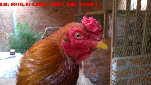 Trà Vinh _ Bán gà Asil rặc 100%, LH: 0916.474.000. Giao gà tận nơi miễn phí - 1