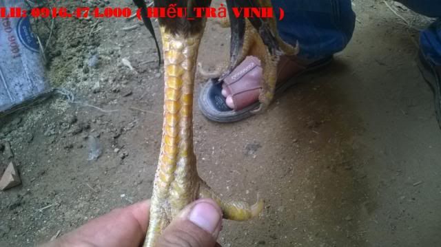 Trà Vinh _ Bán gà Asil rặc 100%, LH: 0916.474.000. Giao gà tận nơi miễn phí - 2