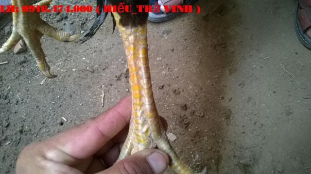 Trà Vinh _ Bán gà Asil rặc 100%, LH: 0916.474.000. Giao gà tận nơi miễn phí - 3