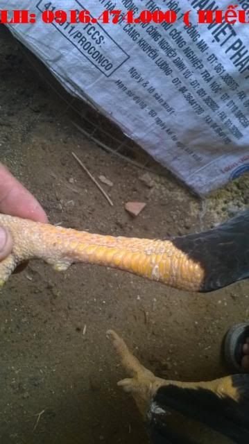 Trà Vinh _ Bán gà Asil rặc 100%, LH: 0916.474.000. Giao gà tận nơi miễn phí - 4