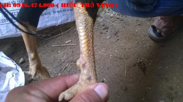 Trà Vinh _ Bán gà Asil rặc 100%, LH: 0916.474.000. Giao gà tận nơi miễn phí - 5