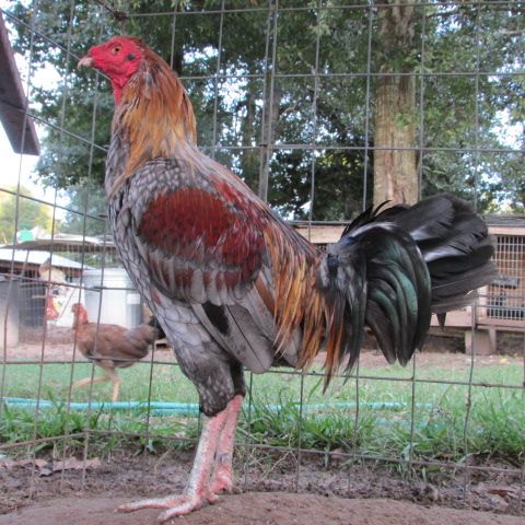 Bán gà đá Mỹ Nhập