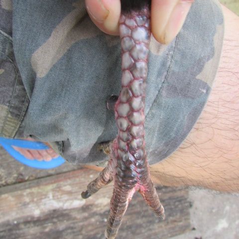 Bán gà đá Mỹ Nhập - 22