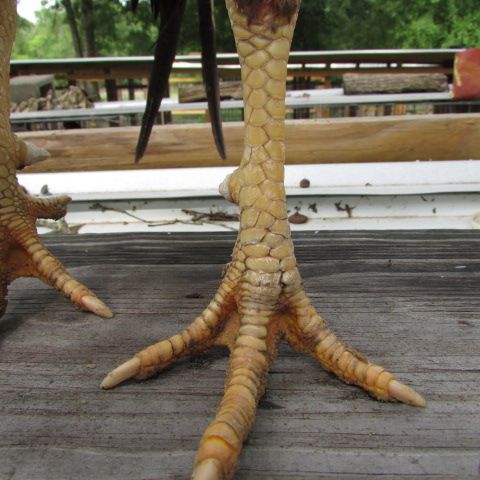 Bán gà đá Mỹ Nhập - 26