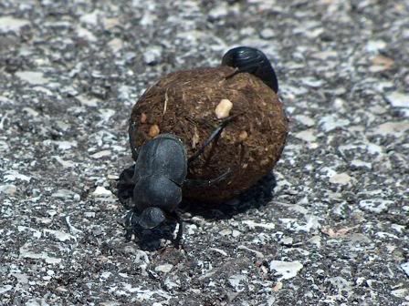 The Far Side Dung beetles photo: Dung Beetles Dungbeetle2010b.jpg