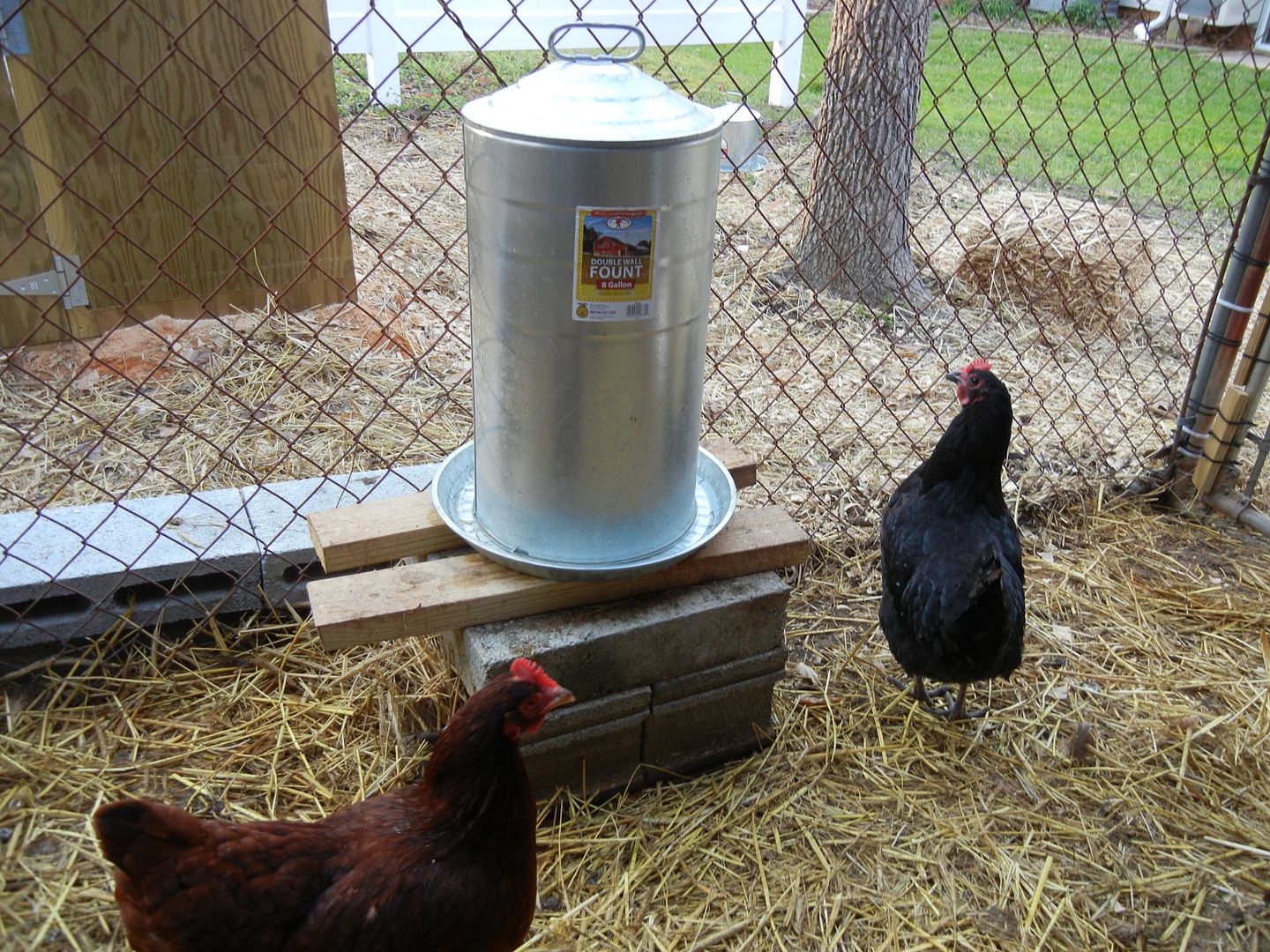 What do you use to water your chickens? - Survivalist Forum