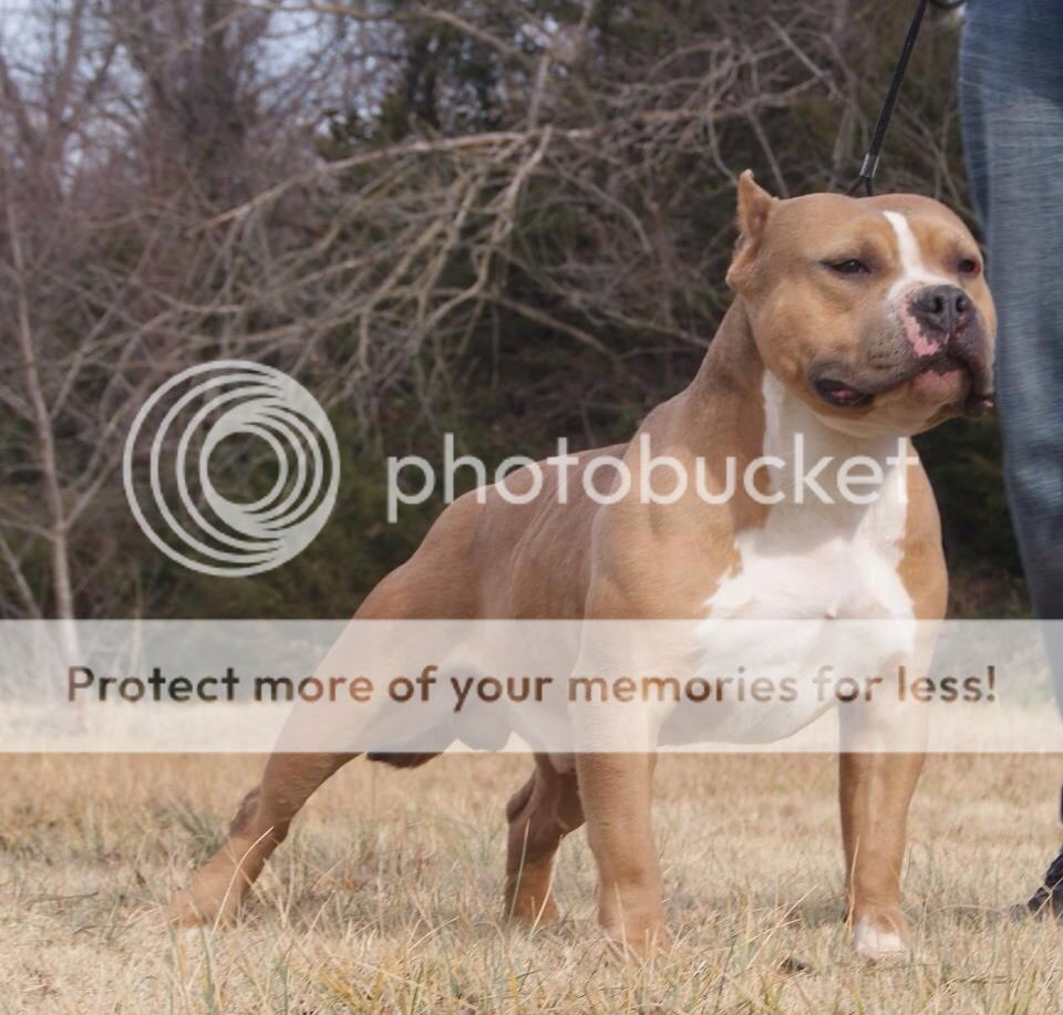 Ukc or adba | Go Pitbull Forums